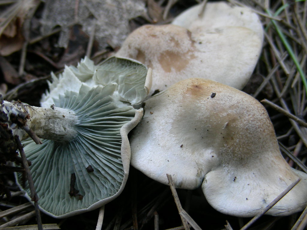Clitocybe odora var.alba ..... in Abruzzo